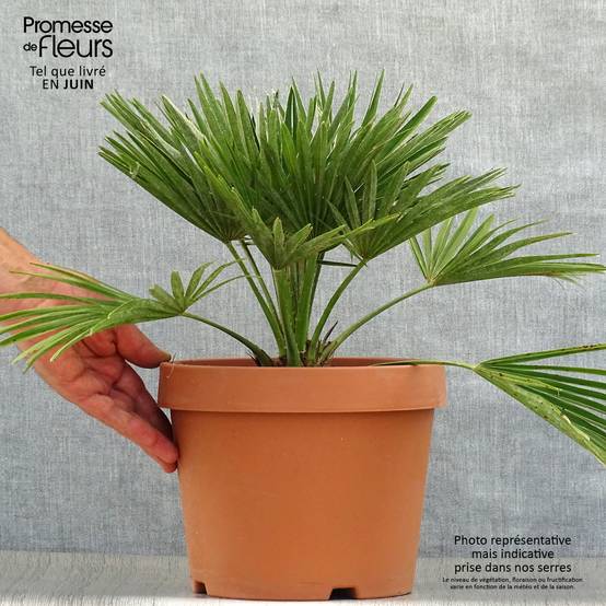 Promesse de Fleurs - Chamaerops humilis Vulcano - Palmier nain Pot de 6L/7L - Image 2