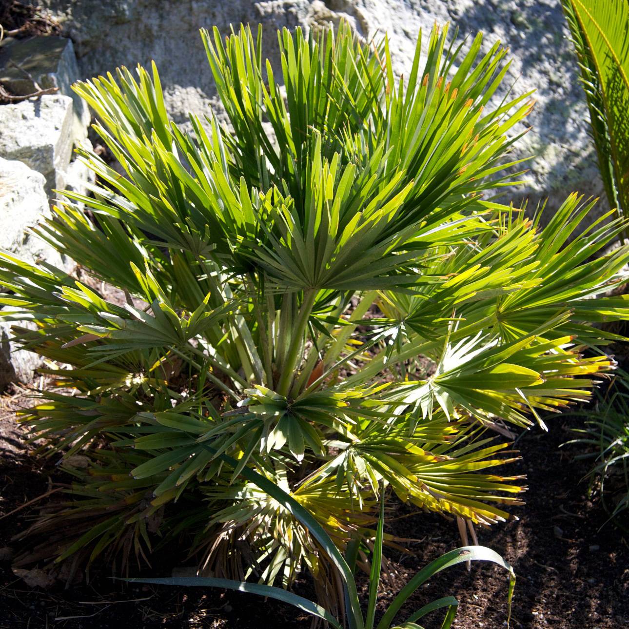 Promesse de Fleurs - Chamaerops humilis Vulcano - Palmier nain Pot de 6L/7L - Image 1