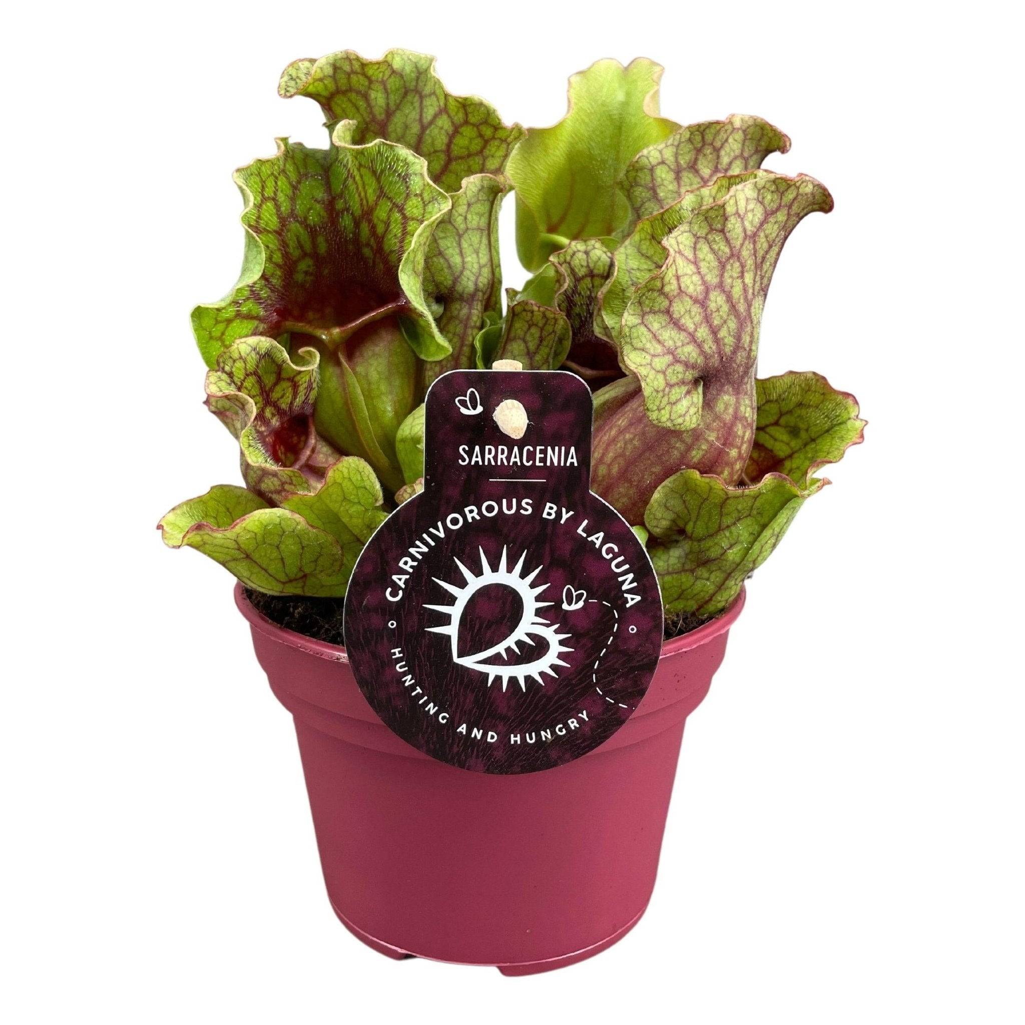 Sarracenia Clementina 20cm - Plante d'intérieur- La Green Touch