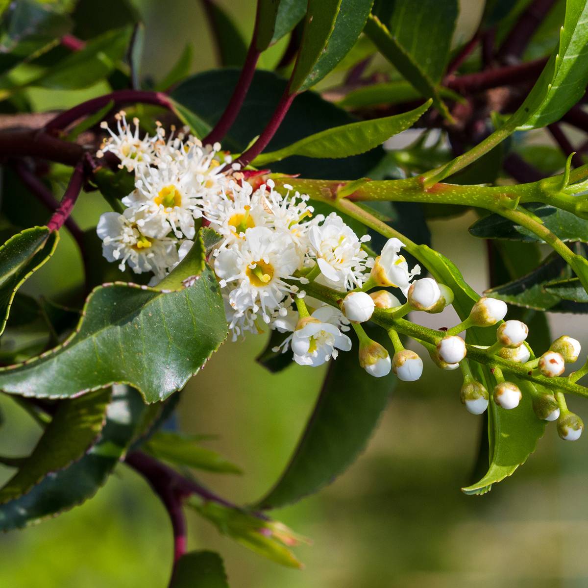 Promesse de Fleurs - Laurier du Portugal - Prunus lusitanica Brenelia Godet de 8/9 cm