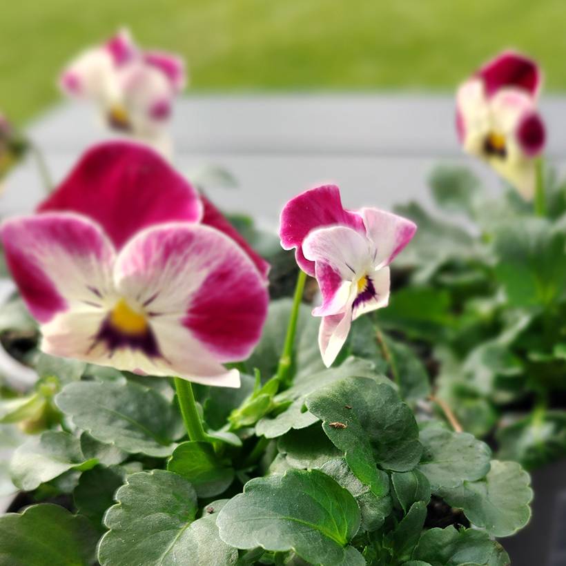 Graines de Viola cornuta Laeta Pink Bicolor le sachet de 30 graines environ