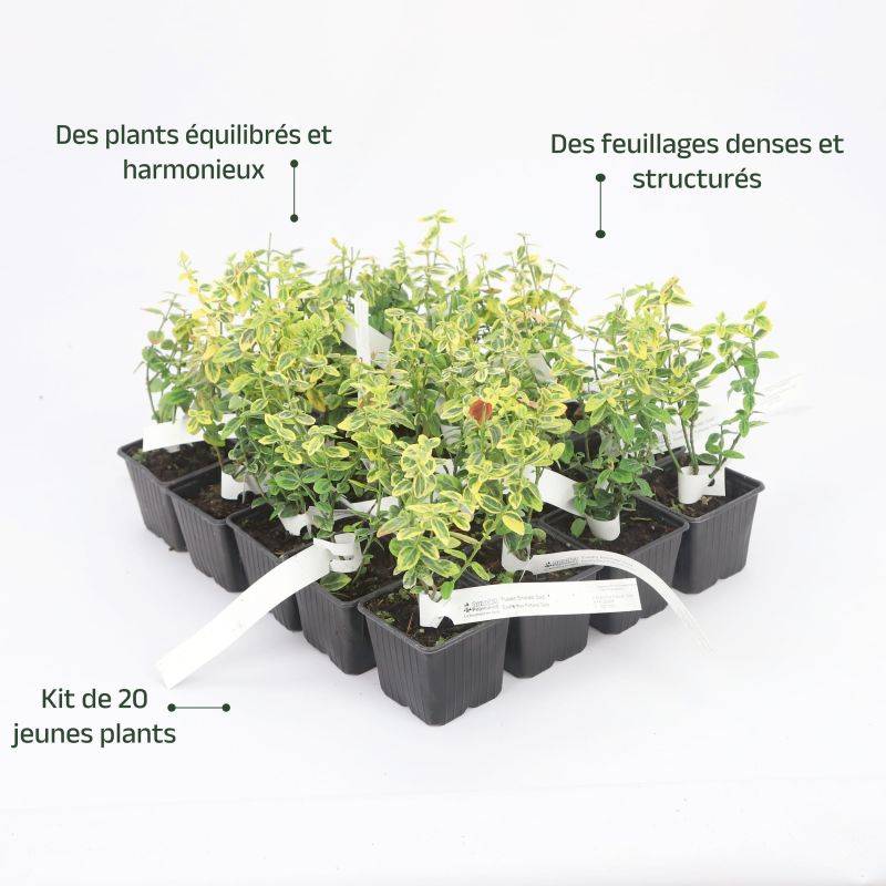 20 Fusains Emerald 'Gold' (Euonymus Fortunei 'Gold') - Haie Fusain Gold - -  Ppinires Naudet - Jardiland