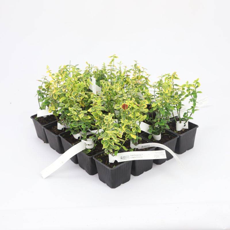20 Fusains Emerald 'Gold' (Euonymus Fortunei 'Gold') - Haie Fusain Gold -  - Pépinières Naudet - Imagen 3