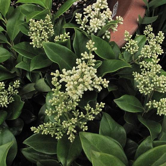 Troène du Japon - Ligustrum japonicum Pot de 7,5L/10L - Image 1