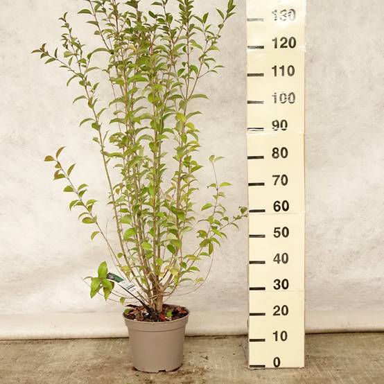 Troène du Japon - Ligustrum japonicum Pot de 7,5L/10L - Image 2