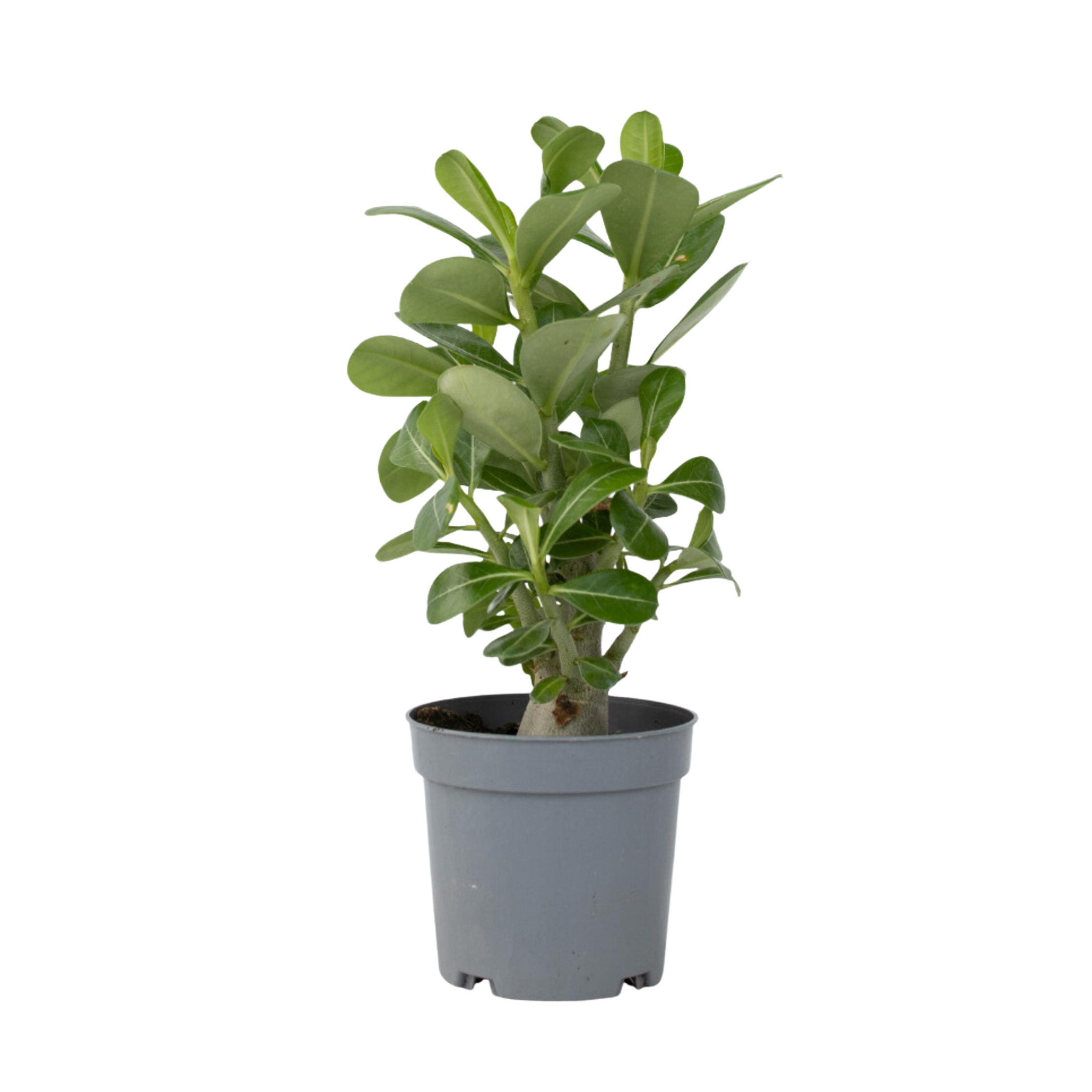 Rose du désert - Adenium obesum - Hauteur 25-40cm - ⌀10,5cm - Imagen 1
