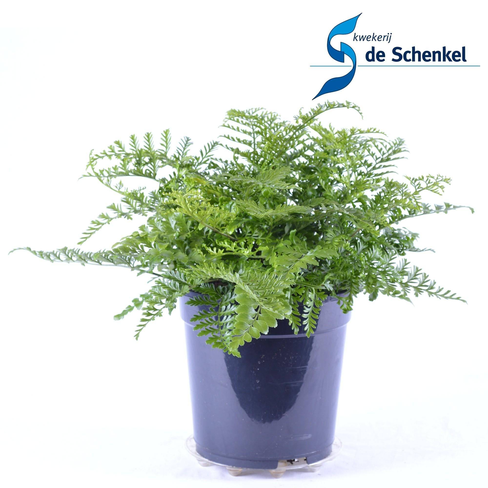 Asplenium Parvati - D21 H40cm