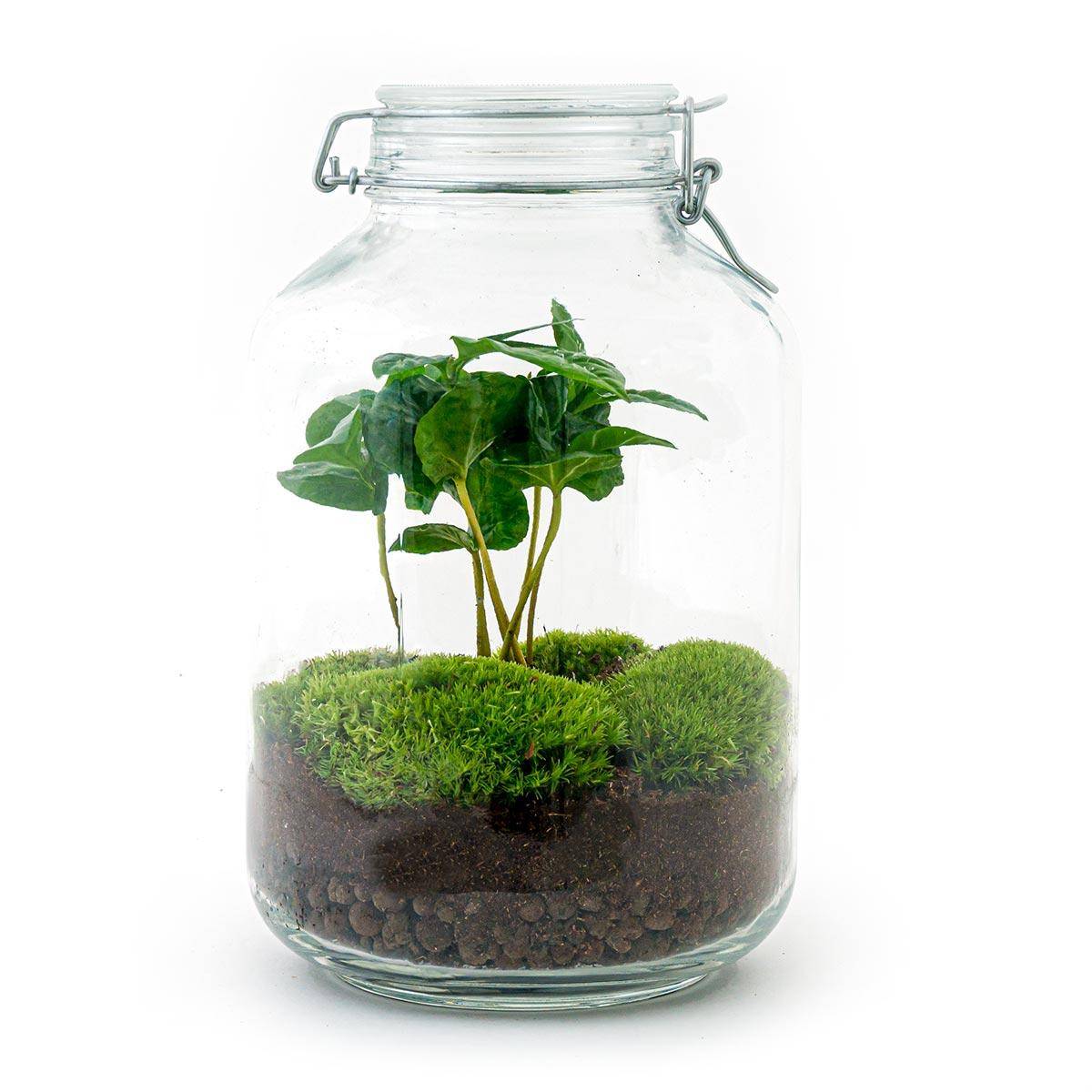 Terrarium à composer bocal en verre recyclé - Ø18-H28cm - sans outils - caféier - Terrarium DIY - Image 1