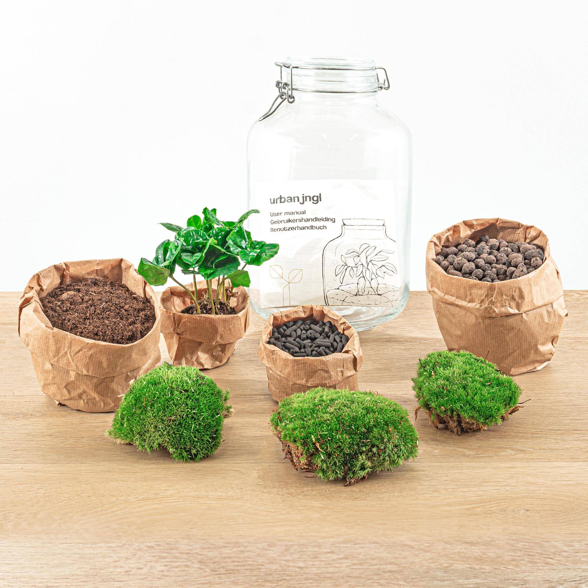 Terrarium à composer bocal en verre recyclé - Ø18-H28cm - sans outils - caféier - Terrarium DIY - Image 3