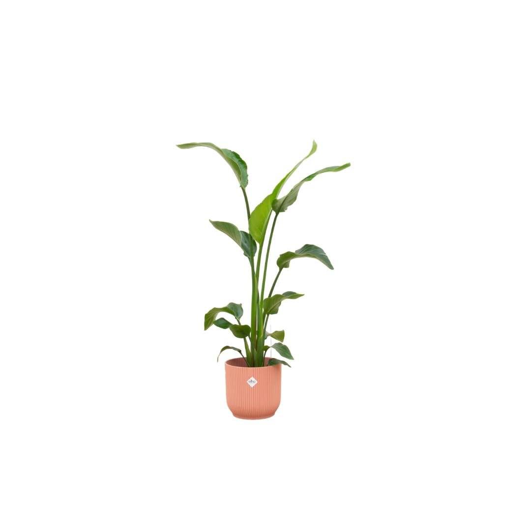 Strelitzia Nicolai 120 cm et son pot- La Green Touch Rose 22cm - Hauteur 120cm