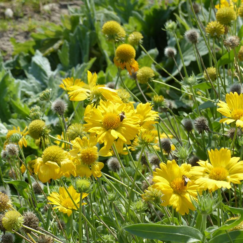 Graines de Gaillarde vivace Aurea Pura - Gaillardia x grandiflora le sachet de 250 graines environ (0,8g)