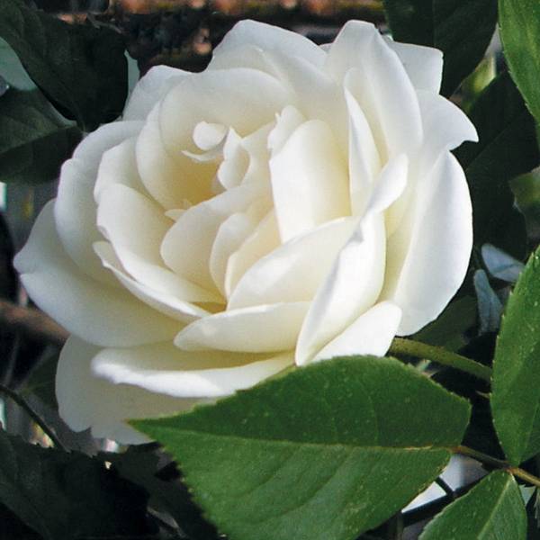 Rosier à fleurs groupées Iceberg (Fée des neiges) Racines nues en motte