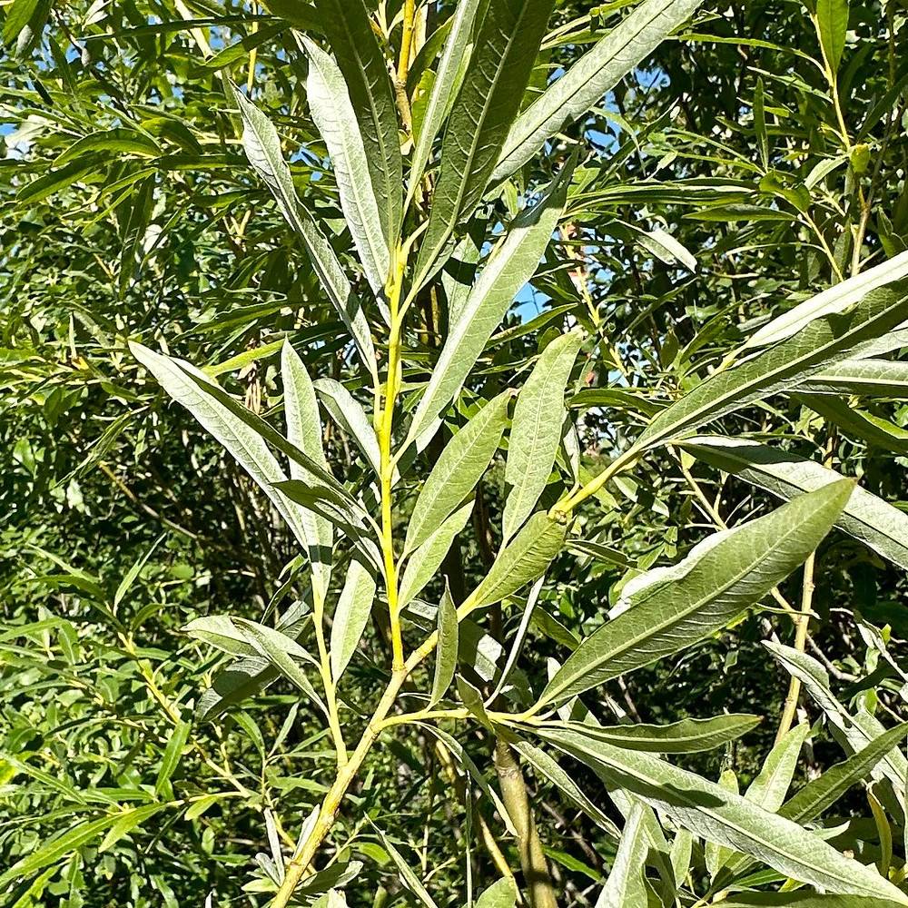 Saule des vanniers, Salix à fleurs Blanche - feuillage Caduc - Pot de 5L - Touffe-  hauteur à maturité De 3,00 m à 5,00 m - Image 1