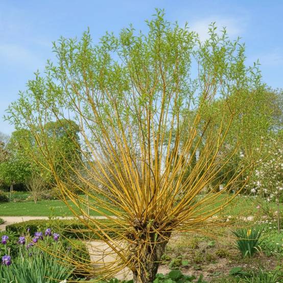 Saule des vanniers, Salix à fleurs Blanche - feuillage Caduc - Pot de 5L - Touffe- hauteur à maturité De 3,00 m à 5,00 m - Image 3