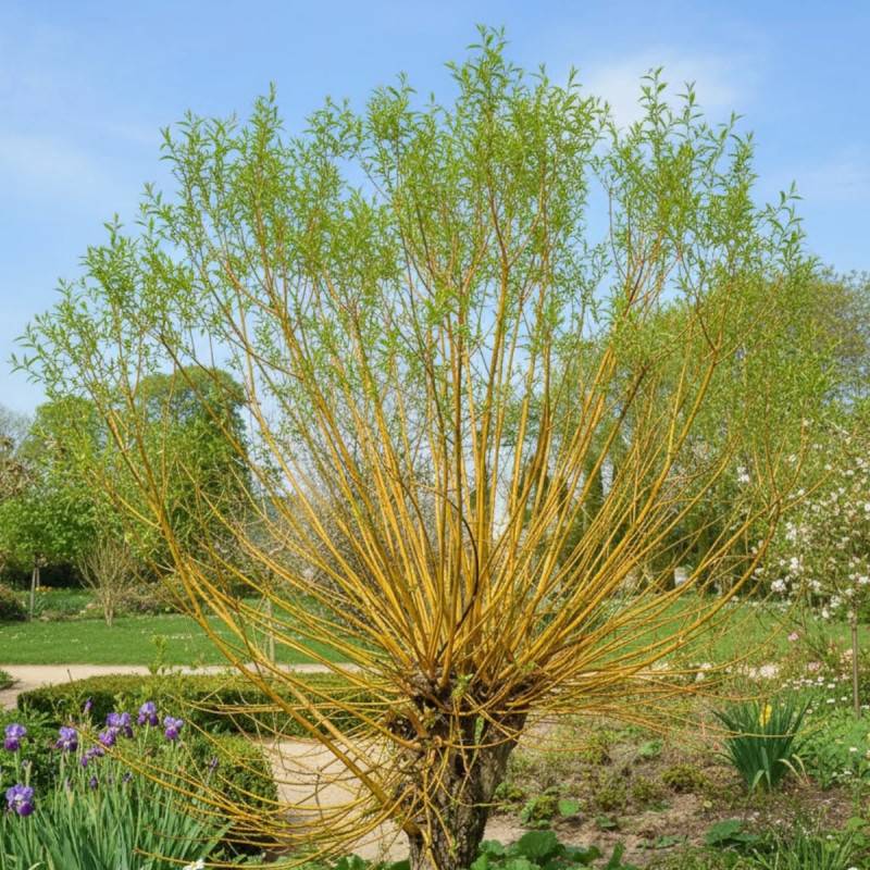 Saule des vanniers, Salix à fleurs Blanche - feuillage Caduc - Pot de 5L - Touffe-  hauteur à maturité De 3,00 m à 5,00 m - Image 3