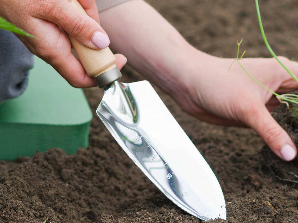 Nature - Transplantoir étroit gradué en acier inoxydable, manche bois FSC - Nature - Imagen 2