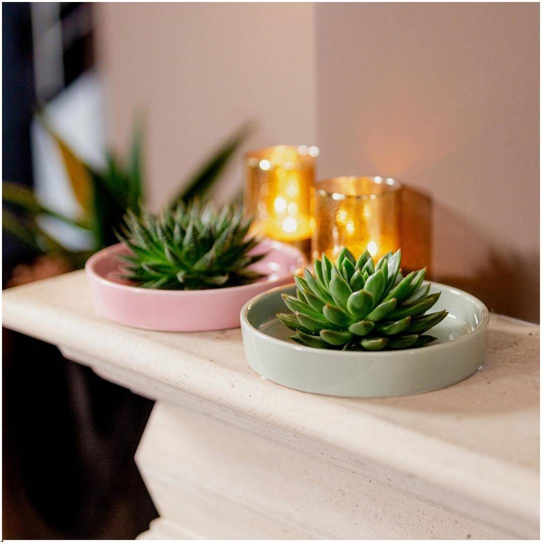 La Green Touch - Echeveria Pulidonis Sans Racines en Coupe- La Green Touch - Imagen 2