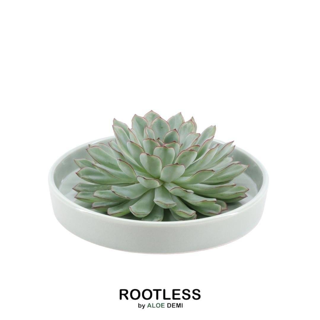 La Green Touch - Echeveria Pulidonis Sans Racines en Coupe- La Green Touch - Imagen 1