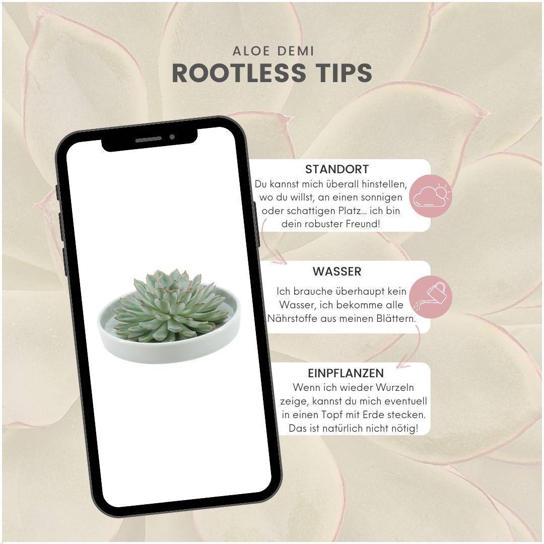 La Green Touch - Echeveria Pulidonis Sans Racines en Coupe- La Green Touch - Imagen 5