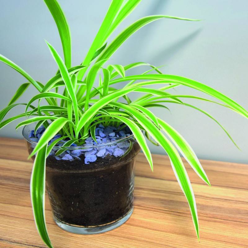 Jardinex - Gravier décoratif colorés 4/12 mm - Sac de 4 kg - Bleu - Jardinex - Imagen 3