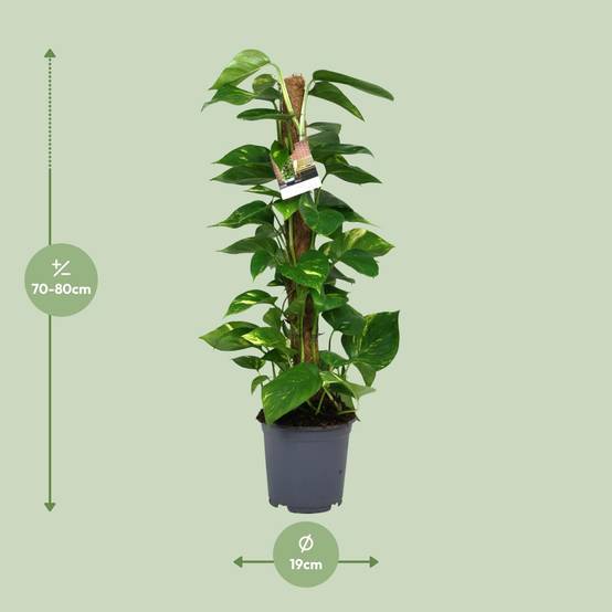 Scindapsus Epipremnum - Ø19cm - ↕80cm - Plantes d'intérieur - Image 2
