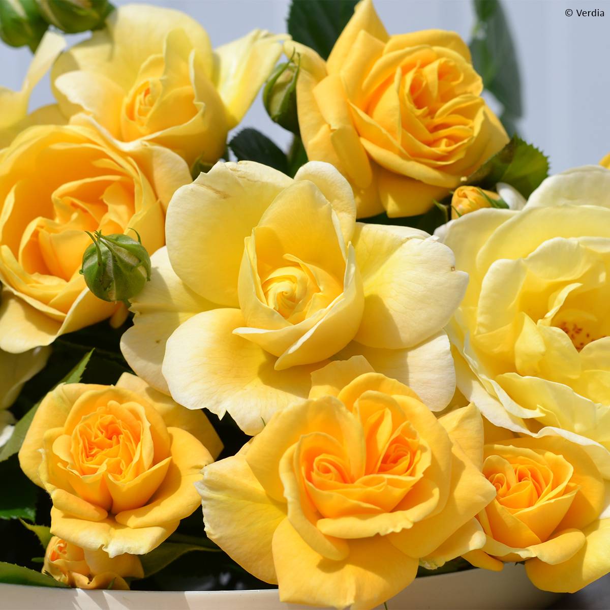 Promesse de Fleurs - Rosier Decorosier Soleya Racines nues en motte