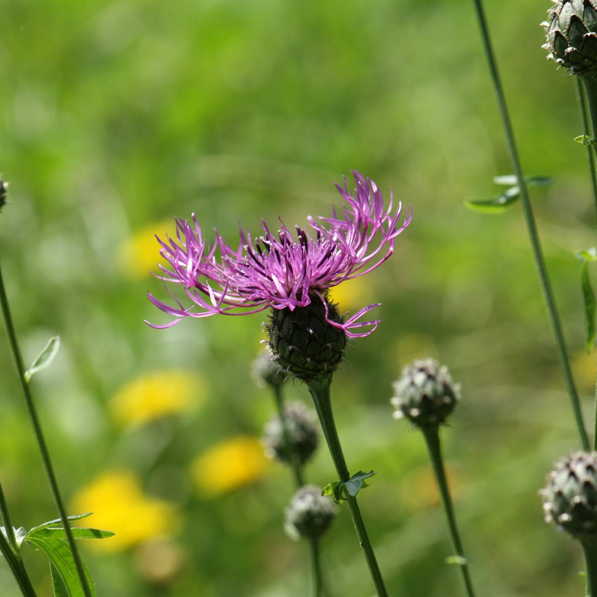 Promesse de Fleurs - Centaurea scabiosa - Centaurée scabieuse Godet de 8/9 cm