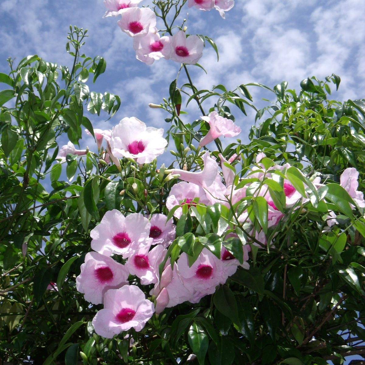 Promesse de Fleurs - Pandorea jasminoïdes Rosea - Bignone faux jasmin Pot de 2L/3L