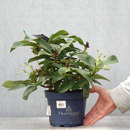 2l Pot Rhododendron Rhododendron XXL Pot de 2L/3L - Jardiland