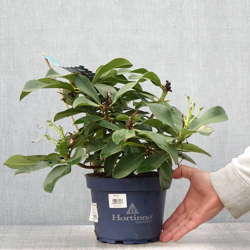 Rhododendron XXL Pot de 2L/3L - Jardiland