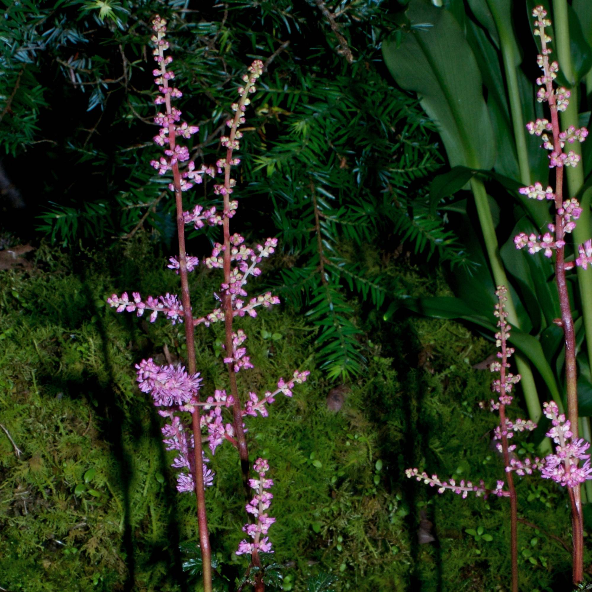 Astilbe crispa Perkeo Godet de 8/9 cm