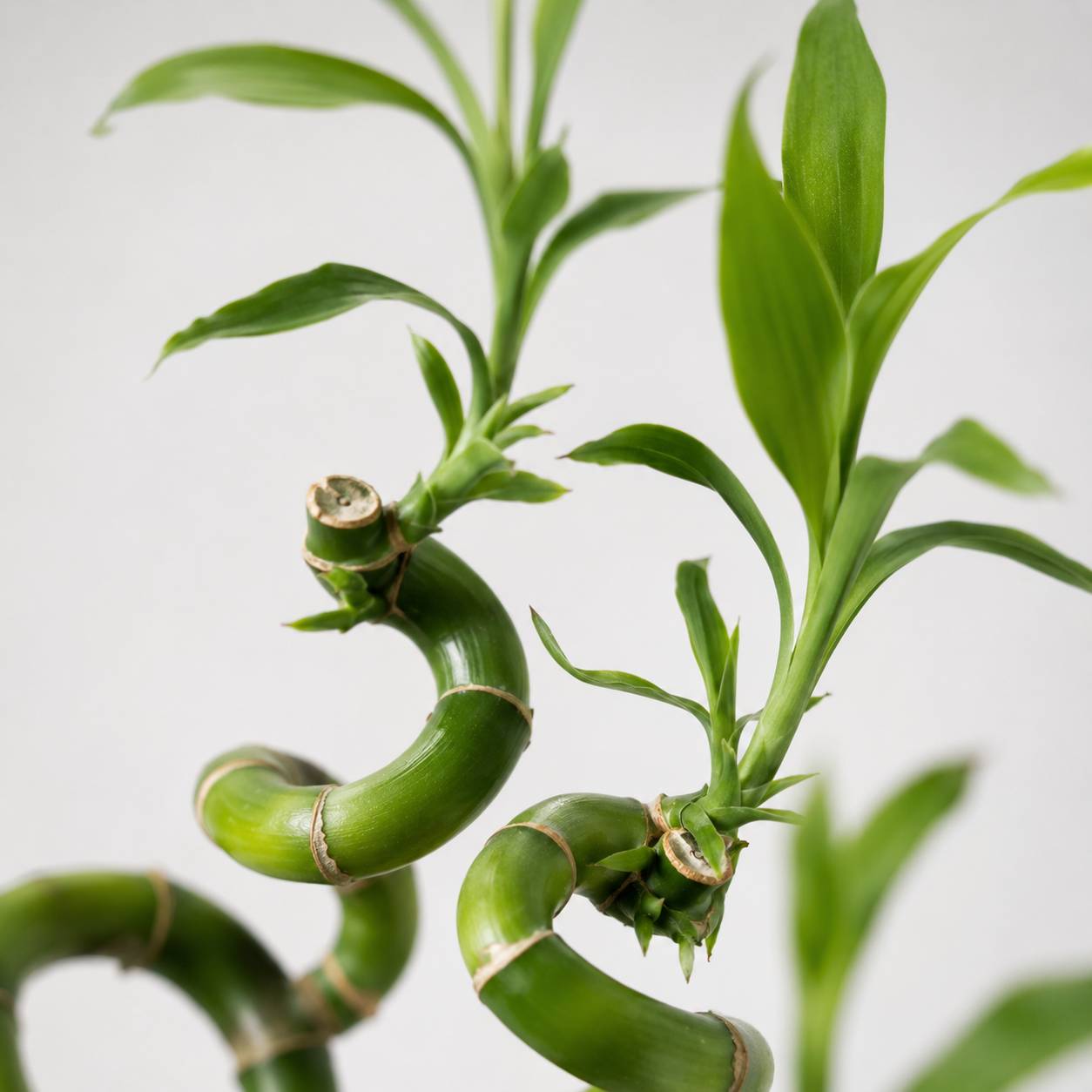 Lucky Bamboo 3x Dracaena sanderiana - Plante, Verre et Pierres - 40-45cm - Image 4