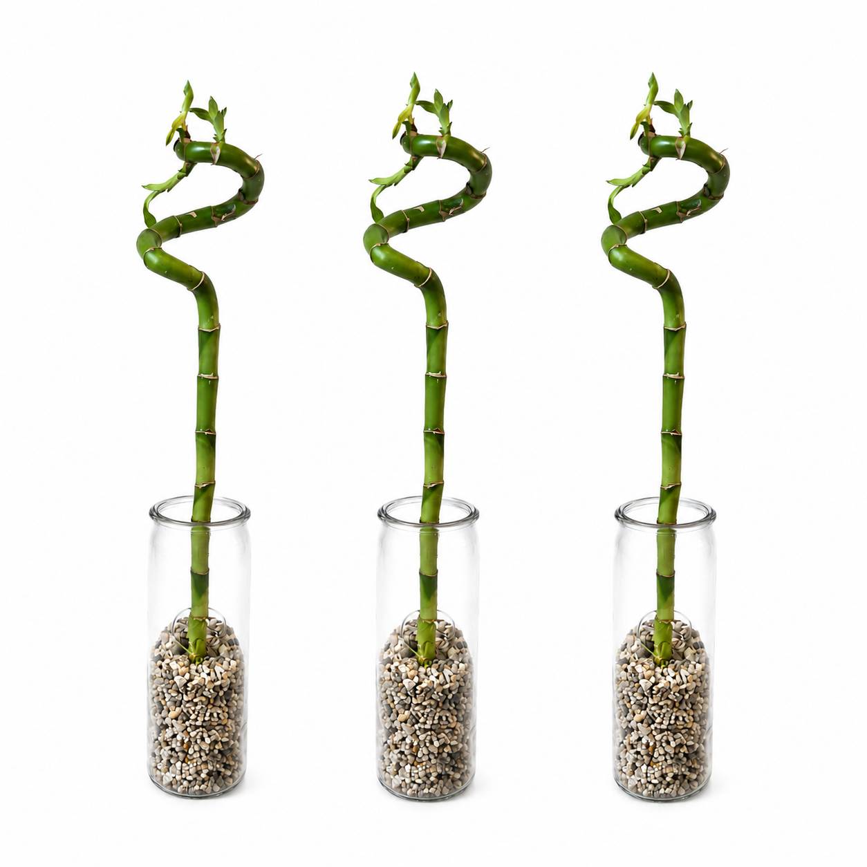 Lucky Bamboo 3x Dracaena sanderiana - Plante, Verre et Pierres - 40-45cm - Image 1