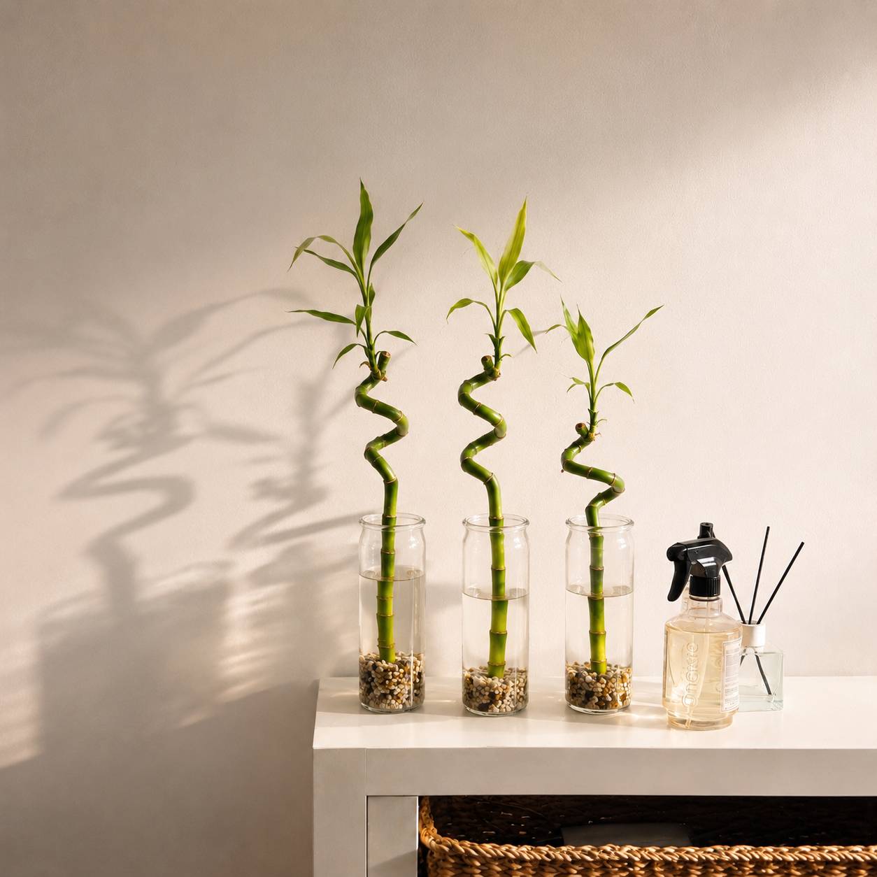 Lucky Bamboo 3x Dracaena sanderiana - Plante, Verre et Pierres - 40-45cm - Image 2