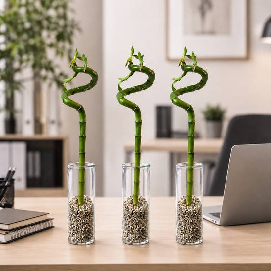 Lucky Bamboo 3x Dracaena sanderiana - Plante, Verre et Pierres - 40-45cm - Image 6
