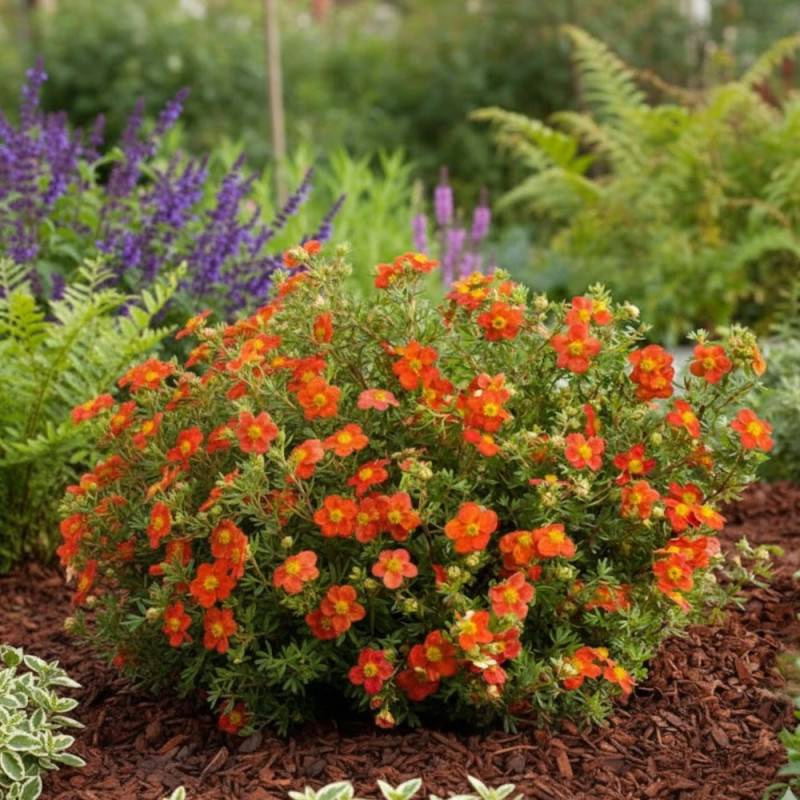 Potentille arbustive Marian Red Robin® 'Marrob', Potentilla à fleurs Rouge - feuillage Caduc - Godet - 5/20 cm-  hauteur à maturité De 1,00 m à 1,50 m - Imagen 4