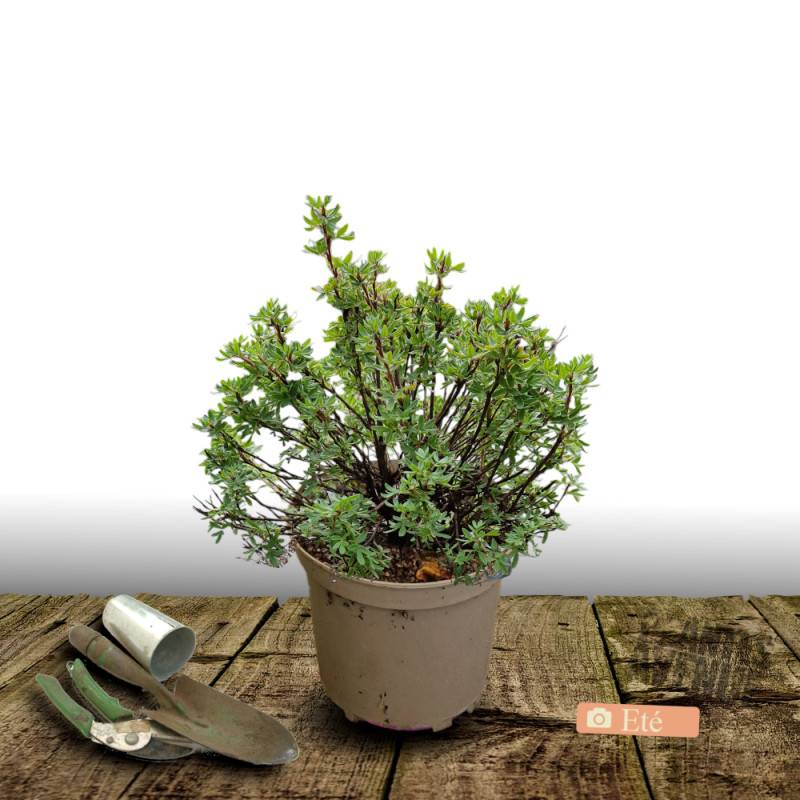 Potentille arbustive Marian Red Robin® 'Marrob', Potentilla à fleurs Rouge - feuillage Caduc - Godet - 5/20 cm-  hauteur à maturité De 1,00 m à 1,50 m - Imagen 6