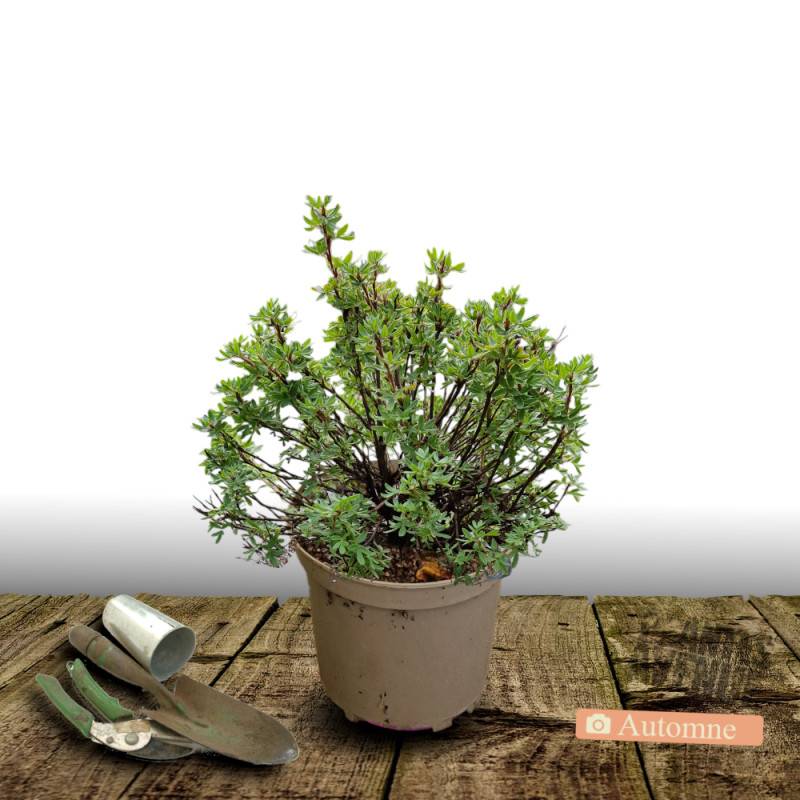 Potentille arbustive Marian Red Robin® 'Marrob', Potentilla à fleurs Rouge - feuillage Caduc - Godet - 5/20 cm-  hauteur à maturité De 1,00 m à 1,50 m - Imagen 5