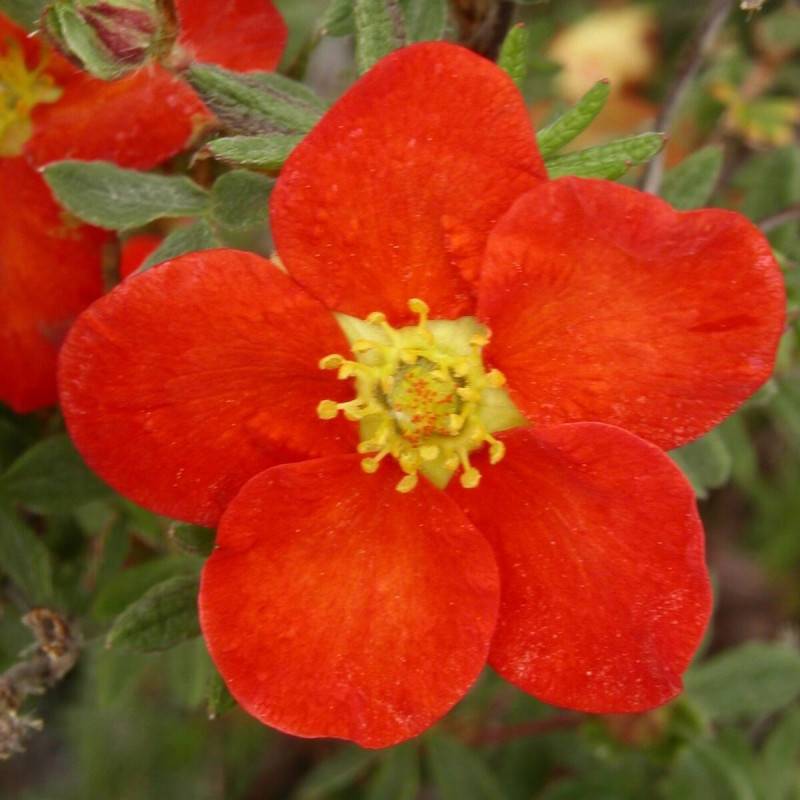 Potentille arbustive Marian Red Robin® 'Marrob', Potentilla à fleurs Rouge - feuillage Caduc - Godet - 5/20 cm-  hauteur à maturité De 1,00 m à 1,50 m - Imagen 1