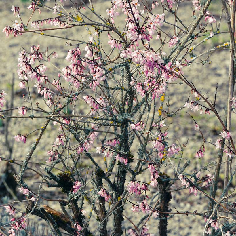 Abeliophyllum distichum Roseum - Forsythia rose de Corée Pot de 2L/3L
