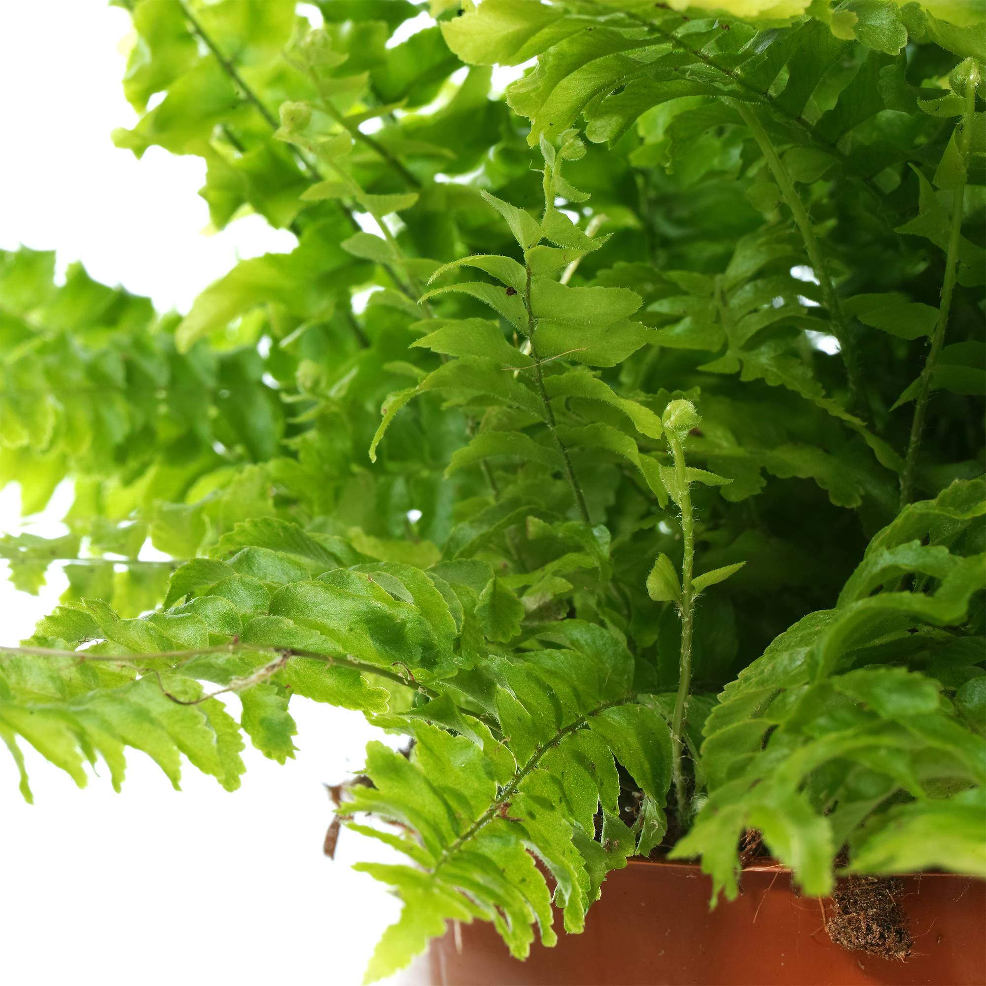 Gardenersdream - Fougère De Boston | Plante D'Intérieur Attrayante | De 25 À 35 Cm Avec Pot À Vendre - GardenersDream - Imagen 3