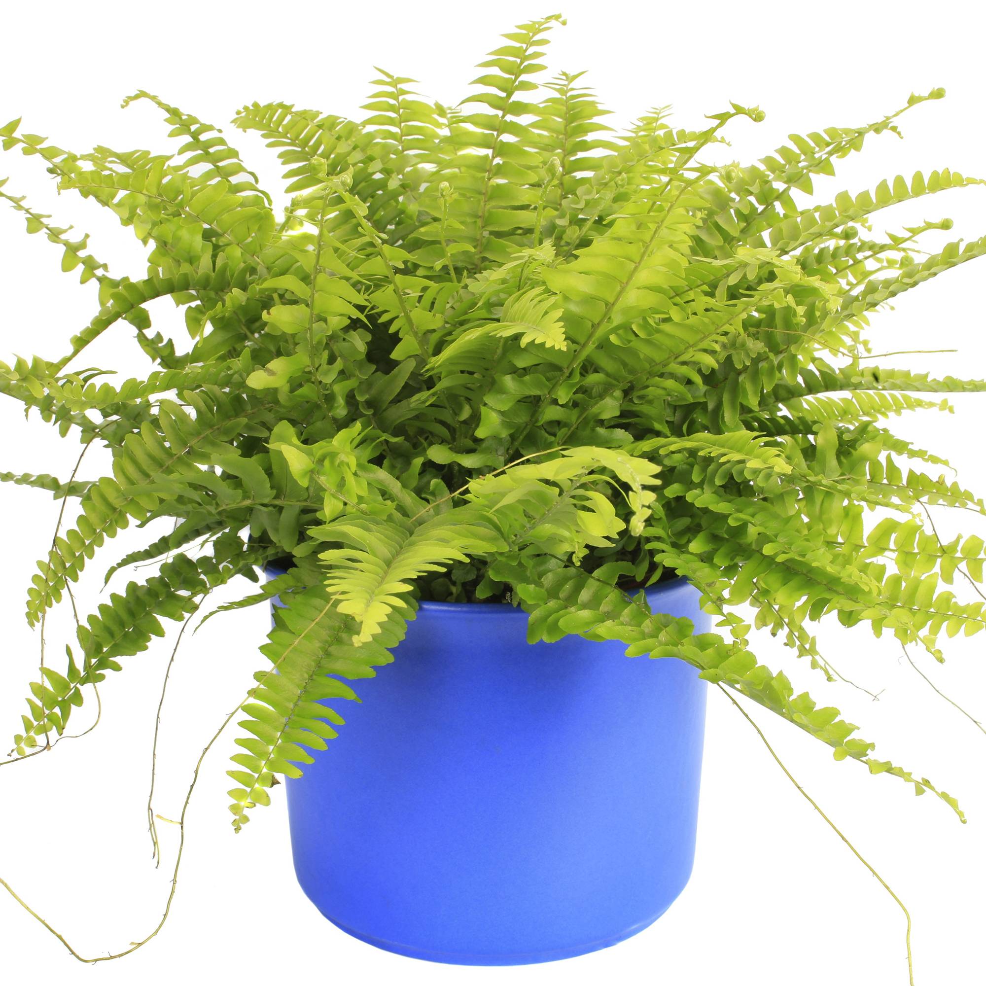 Gardenersdream - Fougère De Boston | Plante D'Intérieur Attrayante | De 25 À 35 Cm Avec Pot À Vendre - GardenersDream - Imagen 1