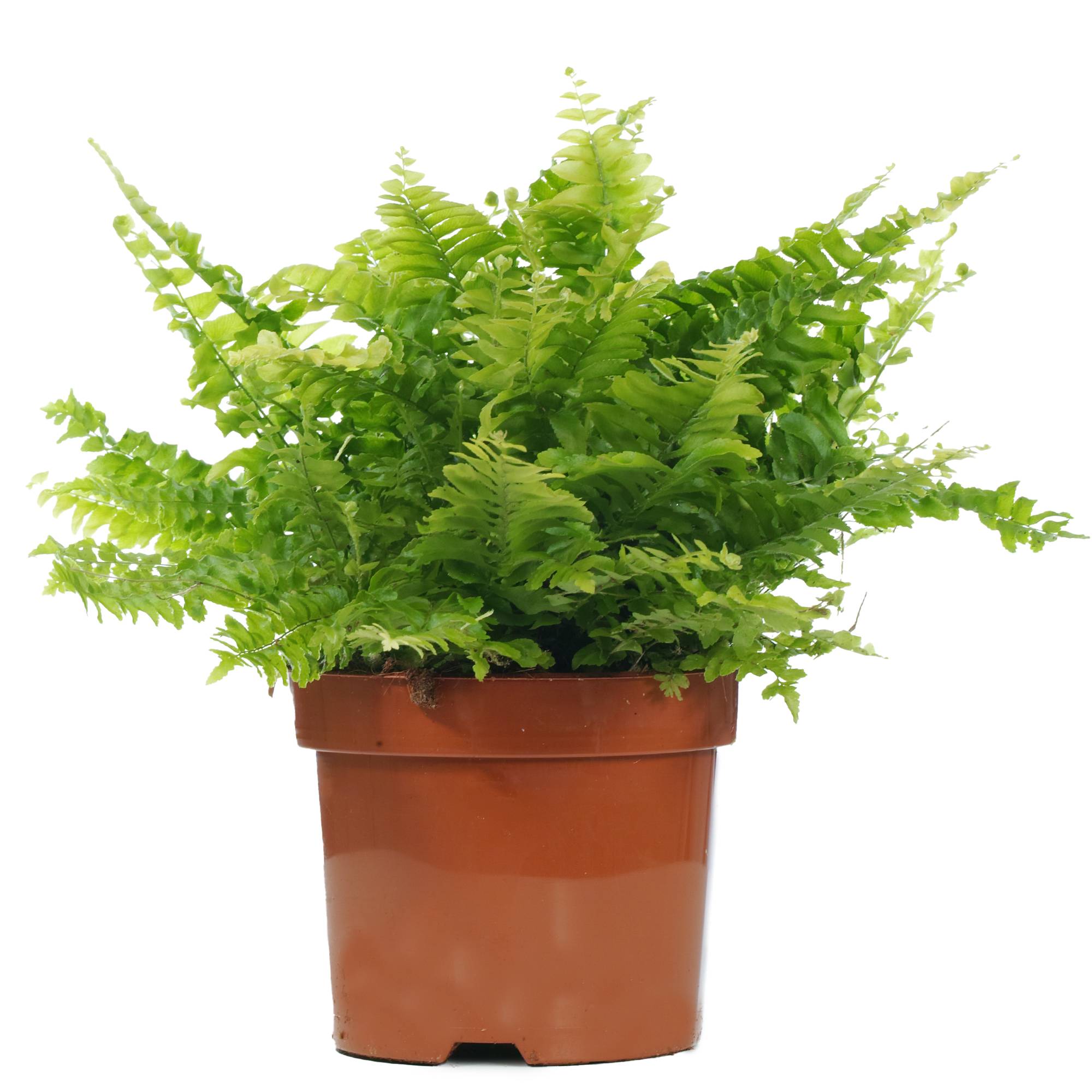 Gardenersdream - Fougère De Boston | Plante D'Intérieur Attrayante | De 25 À 35 Cm Avec Pot À Vendre - GardenersDream - Imagen 2