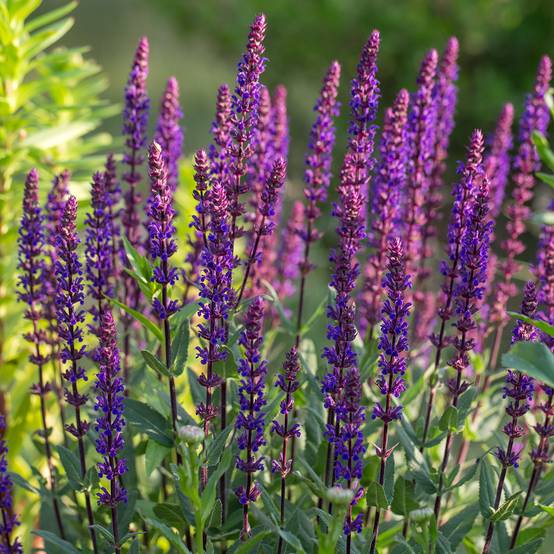 Promesse de Fleurs - Sauge - Salvia nemorosa Caradonna Godet de 8/9 cm