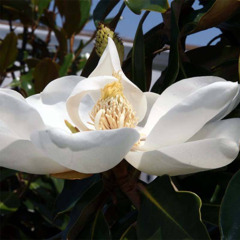 Promesse de Fleurs - Magnolia grandiflora Little Gem - Magnolia nain Pot de 3L/4L - Image 1