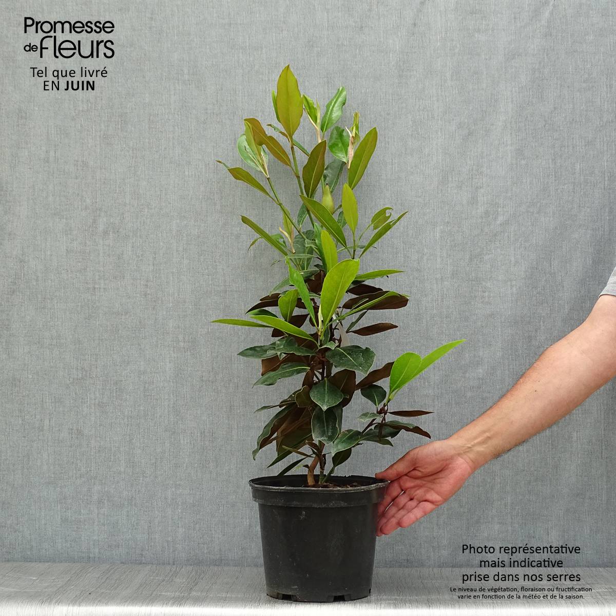 Promesse de Fleurs - Magnolia grandiflora Little Gem - Magnolia nain Pot de 3L/4L - Image 2