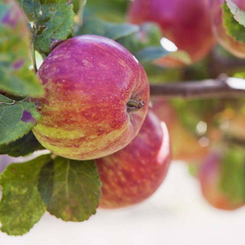 Pommier 'Jonagold' (Malus domestica 'Jonagold') - Scion de 100cm - Pépinières Naudet - Imagen 1