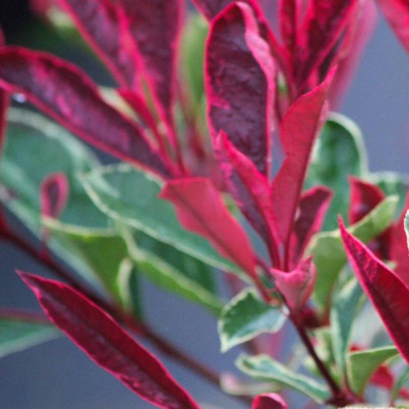 Photinia Louise® 'McLarlou' à fleurs Blanche - feuillage Persistant - Godet - 5/20 cm-  hauteur à maturité De 2,50 m à 3,00 m - Image 10