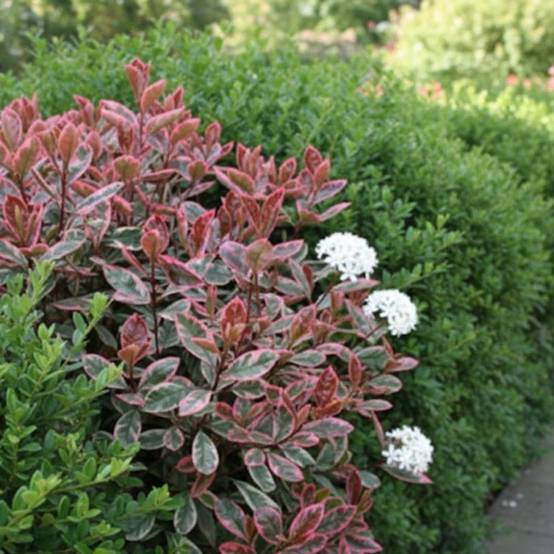 Photinia Louise® 'McLarlou' à fleurs Blanche - feuillage Persistant - Godet - 5/20 cm- hauteur à maturité De 2,50 m à 3,00 m - Image 5