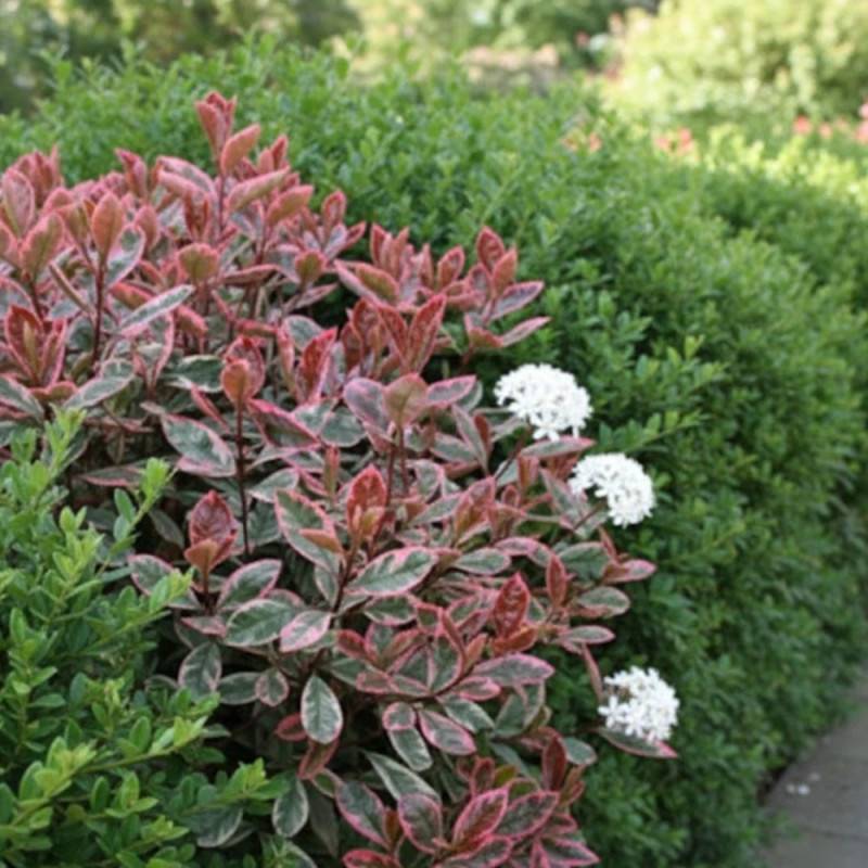 Photinia Louise® 'McLarlou' à fleurs Blanche - feuillage Persistant - Godet - 5/20 cm-  hauteur à maturité De 2,50 m à 3,00 m - Image 5